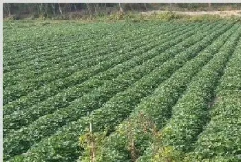 毛薯的种植时间与方法