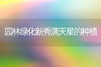 园林绿化新秀满天星的种植