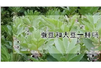 蚕豆和大豆一样吗