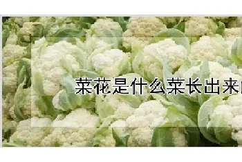 菜花是什么菜长出来的