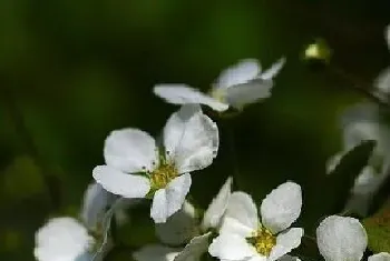 雪柳一年开几次花?雪柳形态特征与植物学史