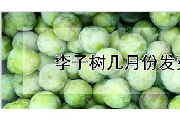 李子树几月份发芽