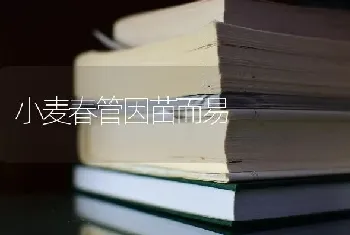 小麦春管因苗而易