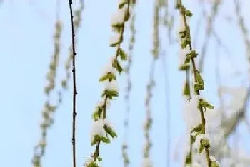 家里养雪柳风水好吗?