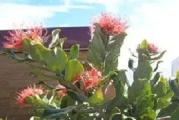 榕树盆景开花吗,开花样子(图片)