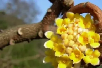 结香花的寓意和风水象征(结香花语是什么意思)