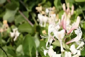 金银花生长条件和特性