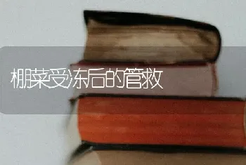 棚菜受冻后的管救