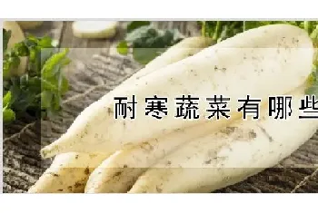 耐寒蔬菜有哪些