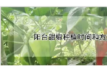 阳台甜椒种植时间和方法