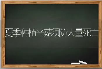 夏季种植平菇须防大量死亡