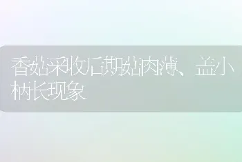 香菇采收后期菇肉薄、盖小柄长现象