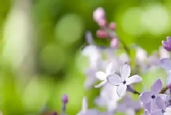 表示初恋的花,花语是初恋的花?