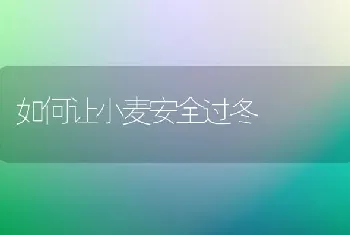 如何让小麦安全过冬