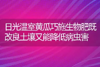 日光温室黄瓜巧施生物肥既改良土壤又能降低病虫害