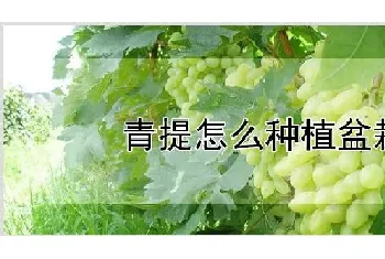 青提怎么种植盆栽