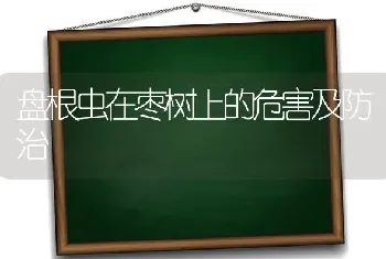 盘根虫在枣树上的危害及防治