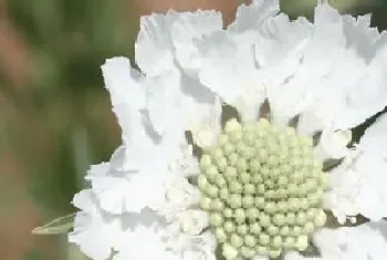 高加索蓝盆花是多年生吗?高加索蓝盆花植物学史