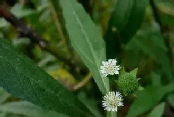 鳢肠是水生植物吗?