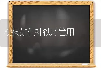 桃树如何补铁才管用