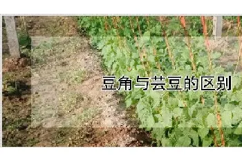 豆角与芸豆的区别