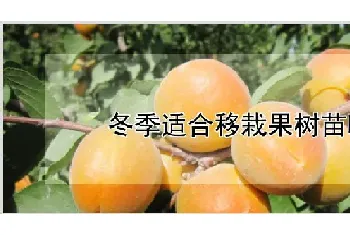 冬季适合移栽果树苗吗