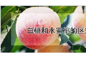 白桃和水蜜桃的区别