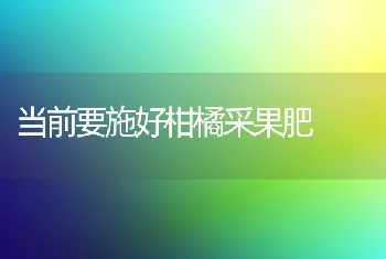 当前要施好柑橘采果肥