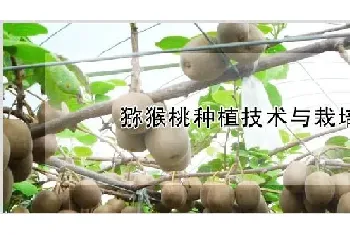 猕猴桃种植技术与栽培