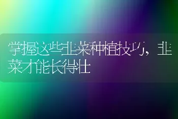 掌握这些韭菜种植技巧,韭菜才能长得壮