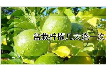 盆栽柠檬几天浇一次水