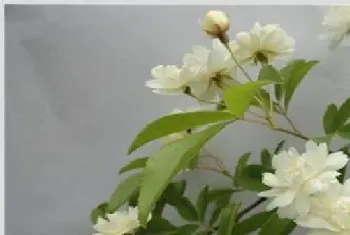 木香花的养殖方法和注意事项