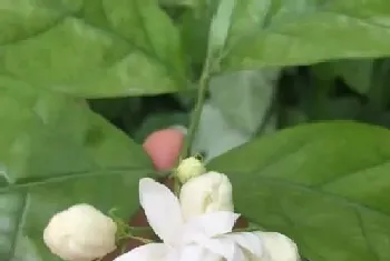 茉莉花适合种在什么地方 茉莉花种植在哪里最好?