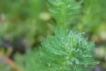 水生植物有哪些?水生植物大全