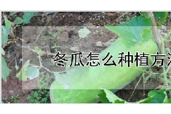 冬瓜怎么种植方法