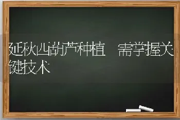 延秋西葫芦种植 需掌握关键技术