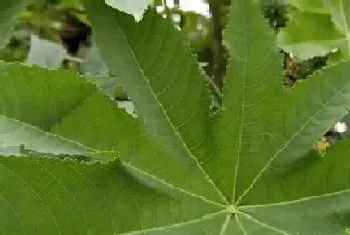 跟蓖麻很像的植物?