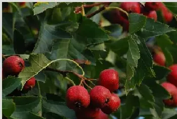 种植高产山楂需要掌握的栽培技术有哪些？