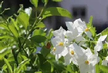 有香味的盆栽有哪些,带香味的植物盆栽?