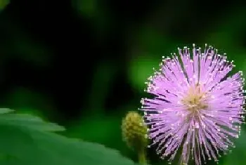 含羞草多长时间开花,养多久开花一次?