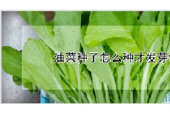 油菜种子怎么种才发芽快