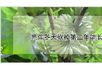 芭蕉冬天砍掉第二年能长吗