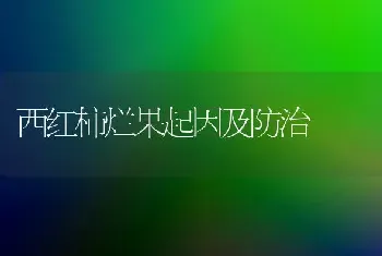 西红柿烂果起因及防治