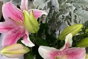 百合什么季节开花,开花时间与次数?