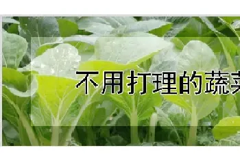 不用打理的蔬菜