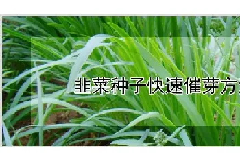 韭菜种子快速催芽方法