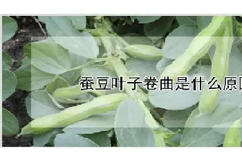 蚕豆叶子卷曲是什么原因