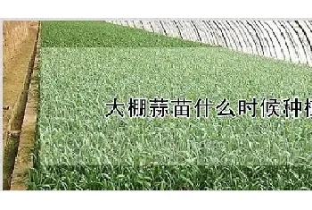 大棚蒜苗什么时候种植