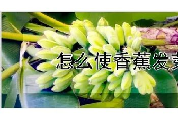 怎么使香蕉发芽