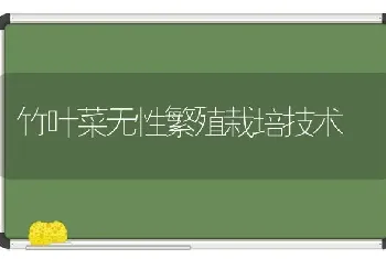 竹叶菜无性繁殖栽培技术